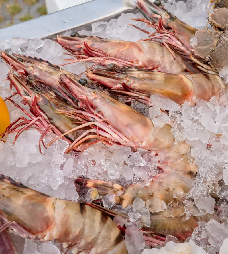 Local seafood from Samui boats on ice